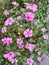 pink flowers of the type Catharanthus roseus or also called Tapak Dara bloom simultaneously