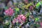 Pink flowers and unusual prickly holly like leaves of the Australian native Grevillea insignis