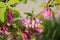 Pink flowers of Weigela praecox plant close-up