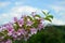 Pink flowers of weigela shrub