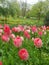 Pink flowers in the Westfalen Park in Dortmund