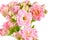 Pink flowers on white background, Kalanchoe blossfeldiana