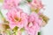 Pink flowers on white background, Kalanchoe blossfeldiana