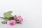 Pink flowers on white background left corner