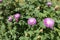 Pink flowers of whitewash cornflower in the garden