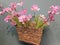 Pink flowers in a wicker basket on gray wall
