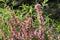 Pink flowers of wild dwarf Russian almond