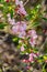 Pink flowers on a wild shrub in spring