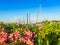 Pink flowers and yachts masts