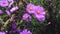 Pink flowers with a yellow center, pistil and stamen.