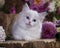 Pink flowersand  Kittens breed ragdoll