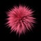 Pink fluffy ball isolated, 3d render