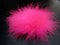 Pink fluffy feather ball on black background