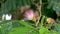 Pink fluffy flower of a blooming Persian silk tree close-up. Albizia julibrissin bloom