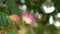 Pink fluffy flower of a blooming Persian silk tree close-up. Albizia julibrissin bloom. Lankaran acacia