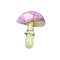 Pink fly agaric on a white background. Forest mushrooms. Autumn forest. Realistic style. Watercolor Bohemian forest