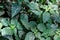 Pink foliage, Hypoestes phyllostachya, garden plant, known as polka dot plant