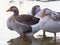 Pink footed geese