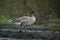 Pink-footed goose, Anser brachyrhynchus