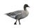 Pink-footed goose, Anser brachyrhynchus