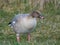 Pink-footed goose Anser brachyrhynchus