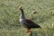 Pink-footed Goose in Iceland