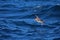 Pink-footed shearwater in flight