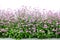 Pink forget-me-not flower border isolated