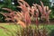 Pink Fountain grass