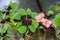 Pink four leaves clover flowers, green leafs trefoil, lucky symbol