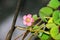 Pink four leaves clover flowers, green leafs trefoil, lucky symbol close up