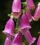 Pink foxglove