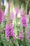 Pink foxglove