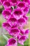 Pink foxglove flower closeup. Digitalis