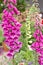 Pink foxglove flower closeup. Digitalis