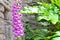 Pink foxglove flower in cottage garden