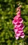 Pink foxglove flower in a summer garden