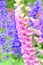 Pink foxglove flowers