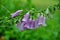 Pink foxglove flowers