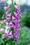 Pink foxglove flowers in the garden