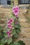 Pink Foxglove Plant