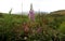 Pink foxglove, wild flowers in the field, Terceira Island, Azores, Portugal