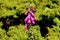 Pink foxglove, wild flowers, Terceira, Azores, Portugal