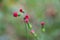 Pink fragile Plant and Flower - Flowers of Matagalpa Nicaragua