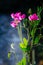 Pink fragrant sweat peas in the cottage garden