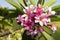 Pink frangipani blooms. Pink opened blossoms flowering on tree.