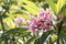 Pink Frangipani Blooms on Tree