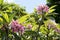 Pink Frangipani Blooms on Tree with green Leaves