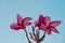 Pink frangipani and blue sky