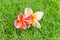 Pink frangipani flower fall on the grass